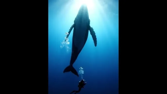 tiktok成人版网址 - 深蓝星球：探索海洋深处的未知世界